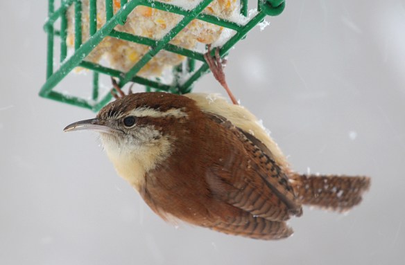 Photo by Chris Bosak A Carolina Wren holds onto the bottom of a suet cage during the February 13, 2014, snowstorm.