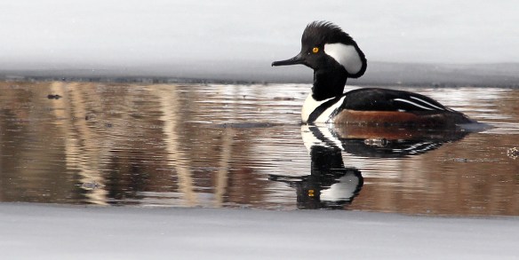 Photo by Chris Bosak A Hooded Merganser swim in a small unfrozen section of water at Selleck's/Dunlap in Darien, Conn., in Feb. 2014.