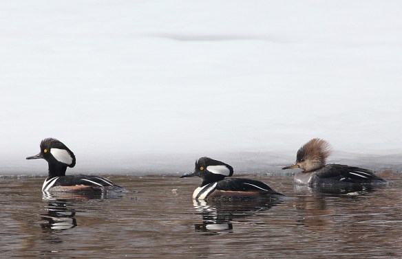 Photo by Chris Bosak Hooded Mergansers swim in a small unfrozen section of water at Selleck's/Dunlap in Darien, Conn., in Feb. 2014.