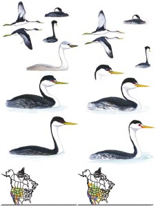 Example of Sibley guide's second edition.