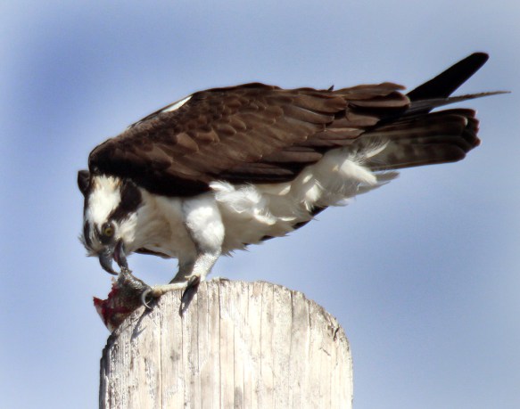 Photo by Chris Bosak Osprey eats a fish at Norwalk's Calf Pasture Beach, March 26, 2013.