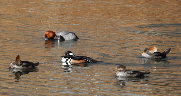 Photo by Chris Bosak A flock of Hooded Mergansers swims past a Redhead at a Darien pond in March 2014.