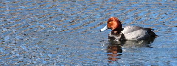 Photo by Chris Bosak A Redhead seen in Darien in March 2014.
