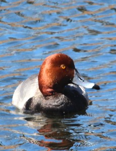 Photo by Chris Bosak A Redhead swims at a pond in Darien in March 2014.