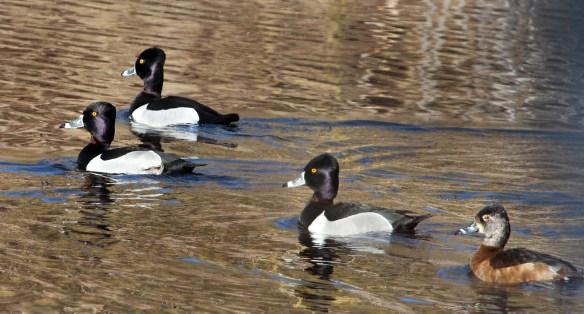 Photo by Chris Bosak Ring-necked Ducks swim at Selleck's/Dunlap Woods in Darien, March 2014.