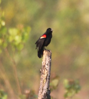 Photo by Chris Bosak Red-winged Blackbird at Cove Island Wildlife Sanctuary in Stamford, Ct. May 2013.