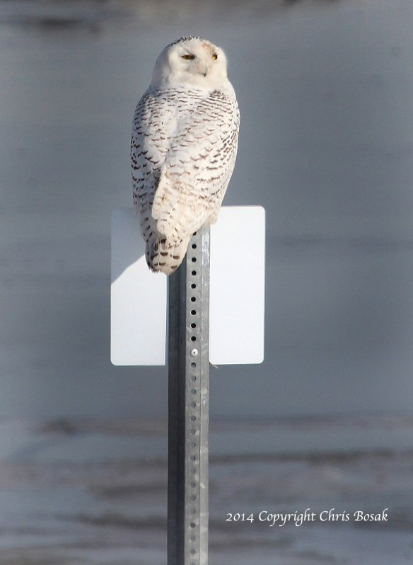 Photo by Chris Bosak A Snowy Owl sits on a sign at The Coastal Center at Milford Point in early March 2014.