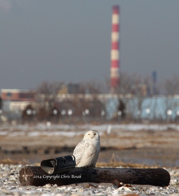Photo by Chris Bosak A Snowy Owl sits on an old telephone pole at The Coastal Center at Milford Point in early March 2014. Smoke stacks in Bridgeport loom in the background.