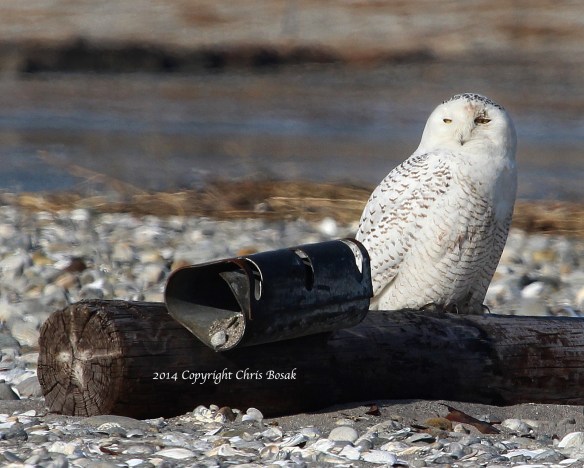 Photo by Chris Bosak A Snowy Owl sits on an old telephone pole on the beach at The Coastal Center at Milford Point in early March 2014.