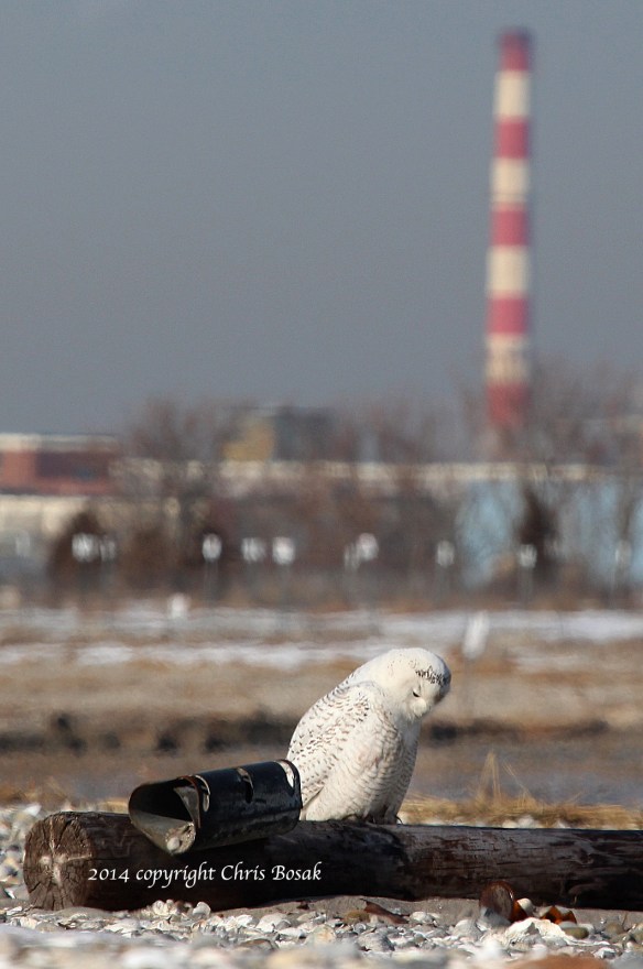 Photo by Chris Bosak A Snowy Owl sits on old telephone pole on the beach at The Coastal Center at Milford Point in early March 2014.
