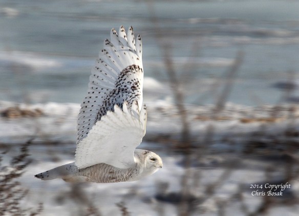 Photo by Chris Bosak A Snowy Owl flies across the beach at The Coastal Center at Milford Point in early March 2014.