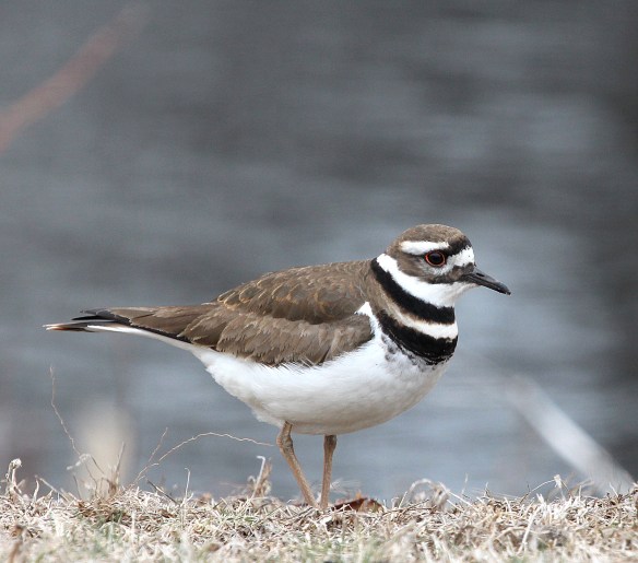 Photo by Chris Bosak A Killdeer at a cemetery in Darien, CT, April 2014.