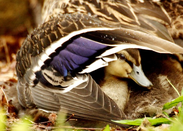 Photo by Chris Bosak A baby mallard stays dry during a rainfall by huddling under its mother's wing.
