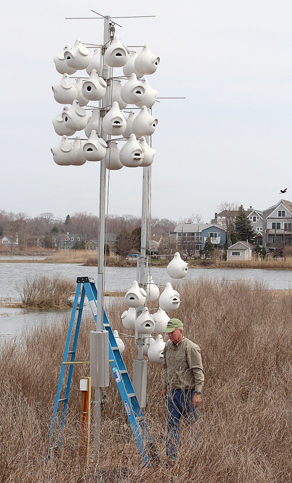 Contributed photo Milan Bull, Senior Director of Science and Conservation at Connecticut Audubon, sets up the Purple Martin gourds at the Coastal Center at Milford Point on Monday, April 14, 2014.