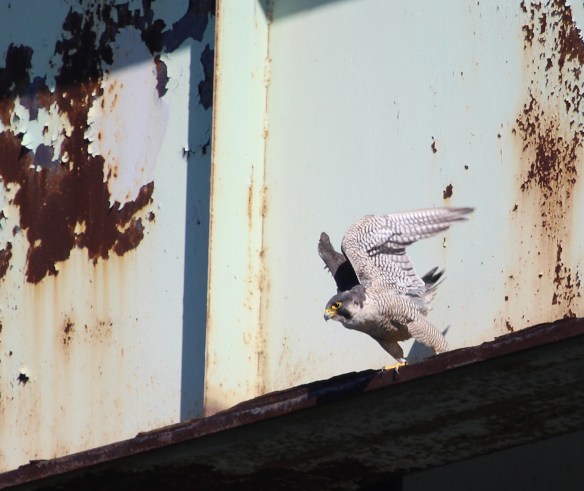 Photo by Chris Bosak Peregrine Falcon on Yankee Doodle Bridge on I-95 in Norwalk, Conn., April 2014.