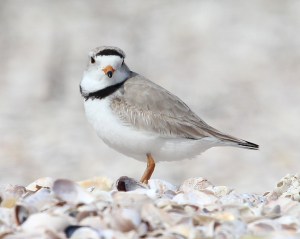 Photo by Chris Bosak Piping Plover at Coastal Center at Milford Point, April, 2014.