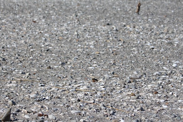 Photo by Chris Bosak Piping Plover at Coastal Center at Milford Point, Conn., April 2014.