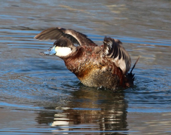 Photo by Chris Bosak Ruddy Duck at a pond in Stamford, Conn., April 2014.