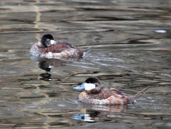 Photo by Chris Bosak Ruddy Ducks at a pond in Stamford, Conn., April 2014.