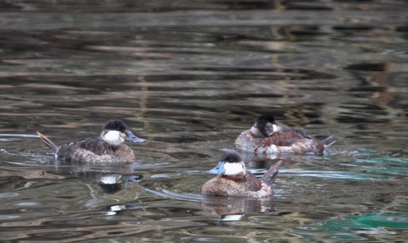 Photo by Chris Bosak Ruddy Ducks at a pond in Stamford, Conn., April 2014.