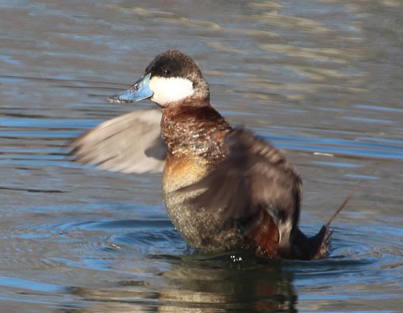 Photo by Chris Bosak Ruddy Duck at Cove Island Park in Stamford, CT, April 2014.