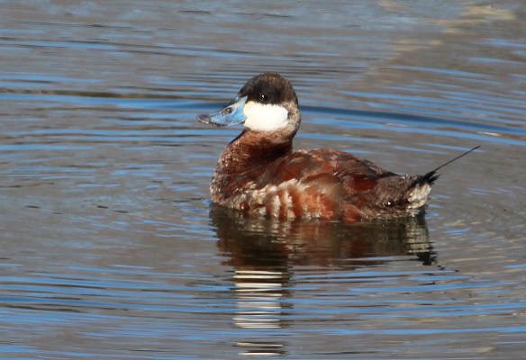 Photo by Chris Bosak Ruddy Duck at Cove Island Park in Stamford, CT, April 2014.