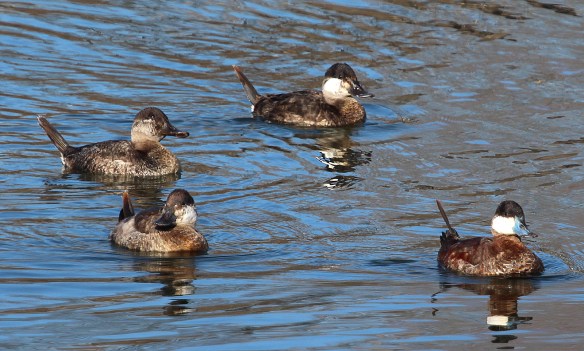 Photo by Chris Bosak Horned Grebe at Cove Island Park in Stamford, CT, April 2014.