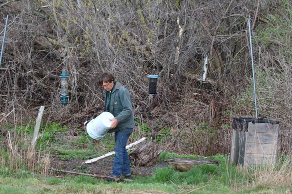 Photo by Chris Bosak David Winston fills the feeders at Cove Island Wildlife Sanctuary this weekend, hoping to keep a rare Yellow-headed Blackbird in the area.