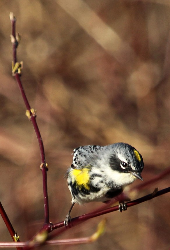 Photo by Chris Bosak Yellow-rumped Warbler in Selleck's Woods, Darien, Conn., April 2014.