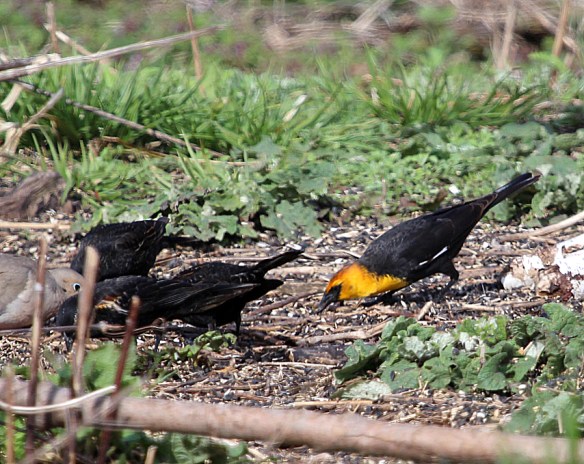 Photo by Chris Bosak A Yellow-headed Blackbird eats seeds under a feeder station at Cove Island Wildlife Sanctuary in April 2014.