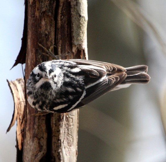 Photo by Chris Bosak A Black-and-white Warbler perches in a tree at Selleck's/Dunlap Woods on Sunday, May 4, 2014.
