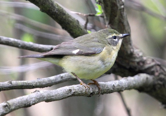 black-throated blue female