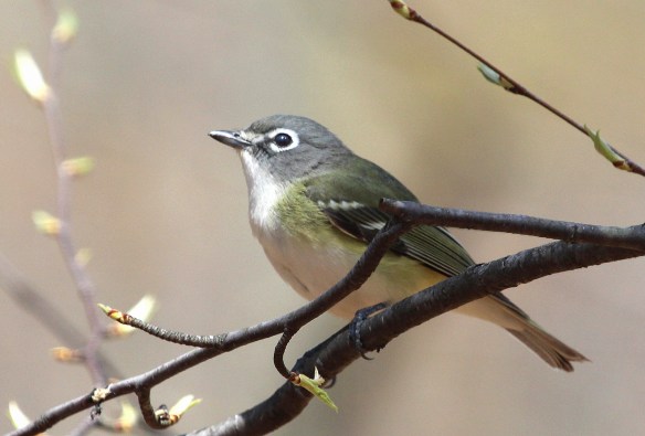 Photo by Chris Bosak A Blue-headed Vireo perches in a tree at Selleck's/Dunlap Woods on Sunday, May 4, 2014.