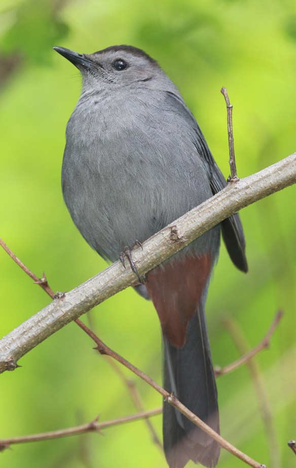 Photo by Chris Bosak A Gray Catbird perches on a branch at Selleck's Woods in Darien, Conn., May 2014.