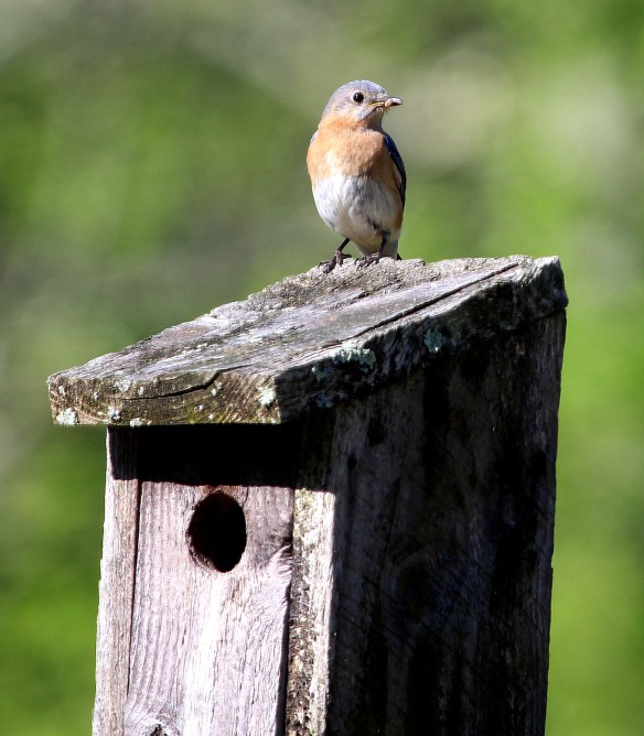 Photo by Chris Bosak Female Eastern Bluebird at Mather Meadows, a property of the Darien (Conn.) Land Trust.