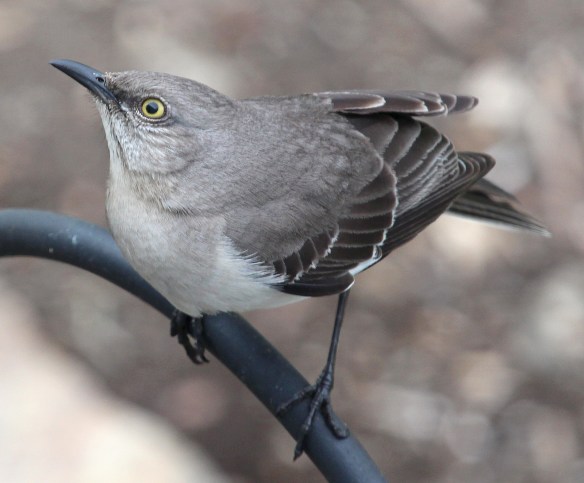 Photo by Chris Bosak Northern Mockingbird perches before jumping up to a suet feeder in Stamford, Conn.