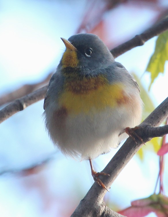Photo by Chris Bosak A Northern Parula perches in a tree at Selleck's/Dunlap Woods on May 5, 2014.