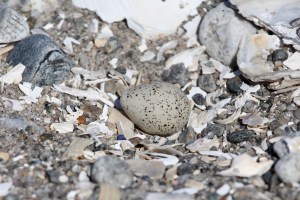 Photo by Chris Bosak Piping Plover egg. Plovers typically lay four eggs in their nest, which is nothing more than a small depression in the ground.