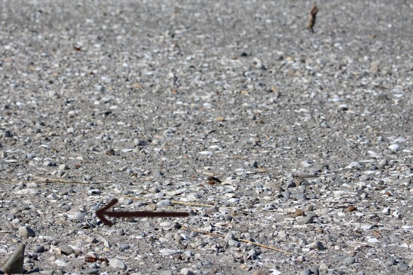 Photo by Chris Bosak Piping Plover at Coastal Center at Milford Point, Conn., April 2014.