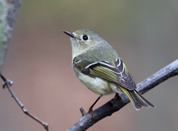 Photo by Chris Bosak A Ruby-crowned Kinglet perches in a tree at Selleck's/Dunlap Woods on May 5, 2014.