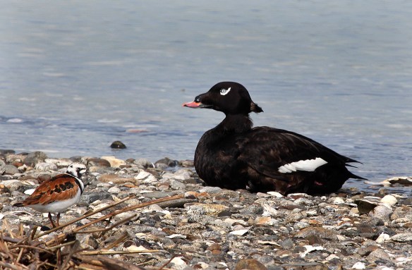 Photo by Chris Bosak A White-winged Scoter rests on the beach as a Ruddy Turnstone shares the area at Coastal Center at Milford Point on Monday, May 12, 2014.