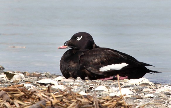 Photo by Chris Bosak White-winged Scoter at Milford Point, Connecticut, May, 2014.