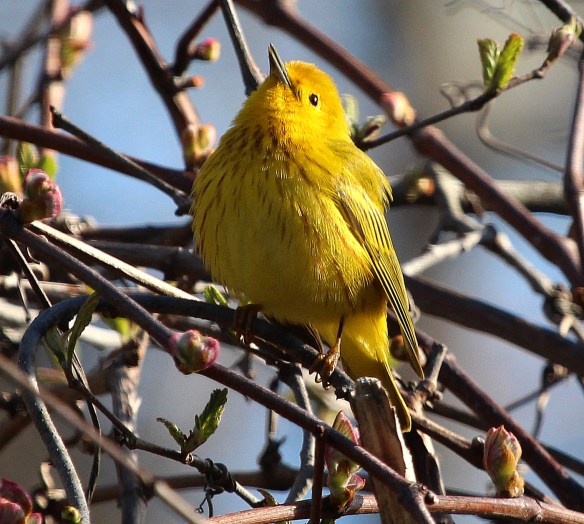 Photo by Chris Bosak A Yellow Warbler sings in a tree at Selleck's/Dunlap Woods on May 5, 2014.