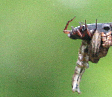 Photo by Chris Bosak A bird brings a mouthful of goodies back to its young at Selleck's/Dunlap Woods in spring 2014.