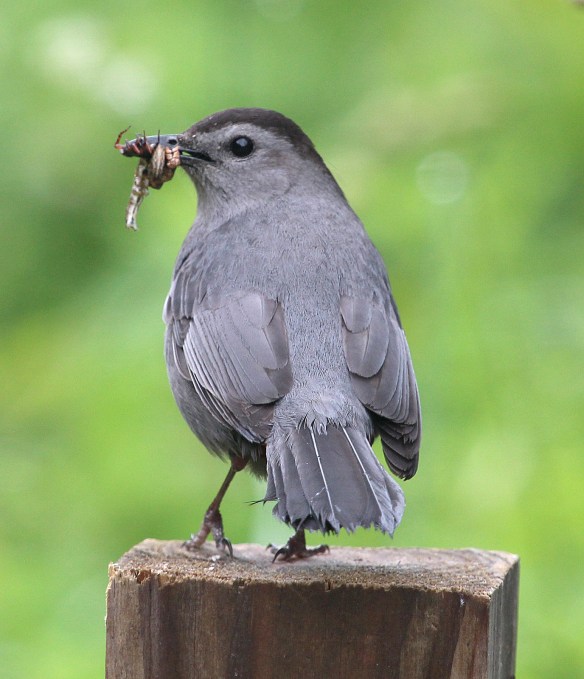 Photo by Chris Bosak A Gray Catbird brings a mouthful of goodies back to its young at Selleck's/Dunlap Woods in spring 2014.