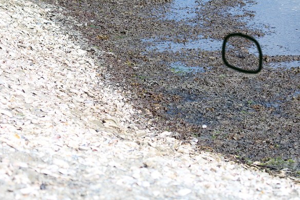 Photo by Chris Bosak Where's the Least Sandpiper in this photo?