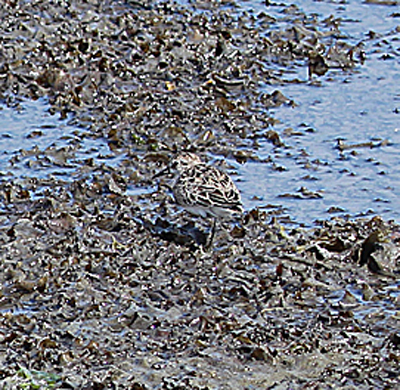 Photo by Chris Bosak Here it is with the photo enlarged to see the bird.