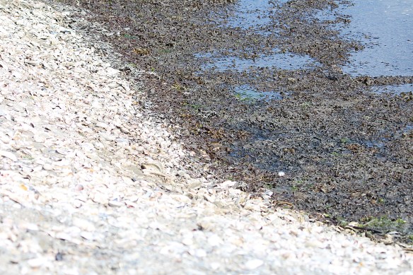 Photo by Chris Bosak Where's the Least Sandpiper in this photo?