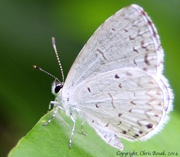 meadow 6 summer azure c