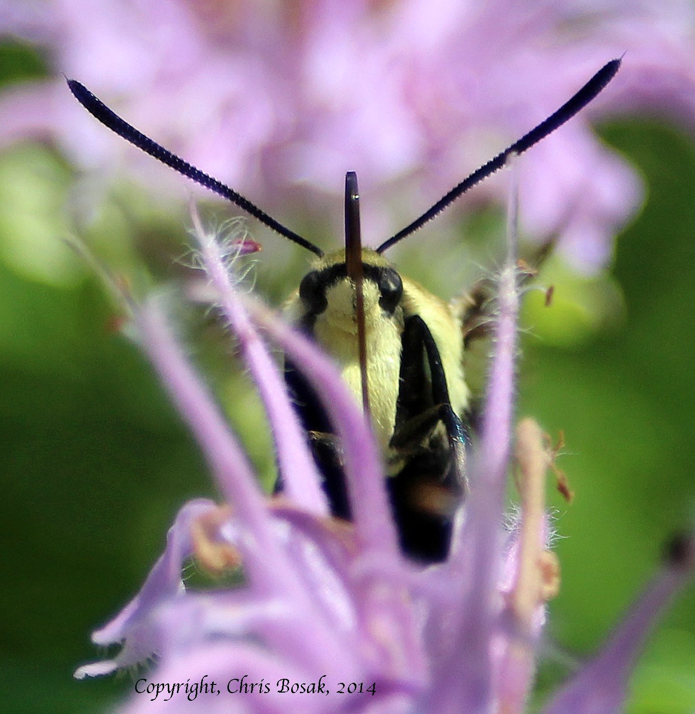 Photo by Chris Bosak Hummingbird moth sips nectar at meadow property of Darien Land Trust, summer 2013.